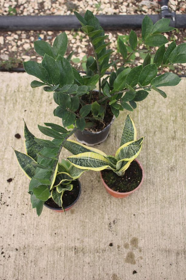 2 Tür Sanseveria Bitkisi - Zamia Bitkisi 40-90Cm Canlı Salon Bitkisi 3lü Set Kampanya - 1