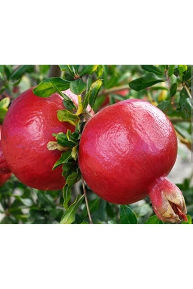 Tatlı nar ağacı tüplü, aşılı - 1