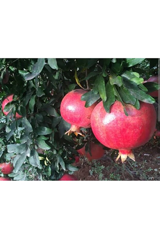 Tatlı nar ağacı tüplü, aşılı - 3