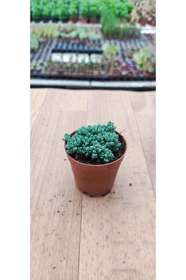 Sedum Dasyphyllum ( 5.5 Cm Saksıda Tüylü Damkoruğu ) ( Güneşte Pembeleşen Cins Sukulent ) - 2