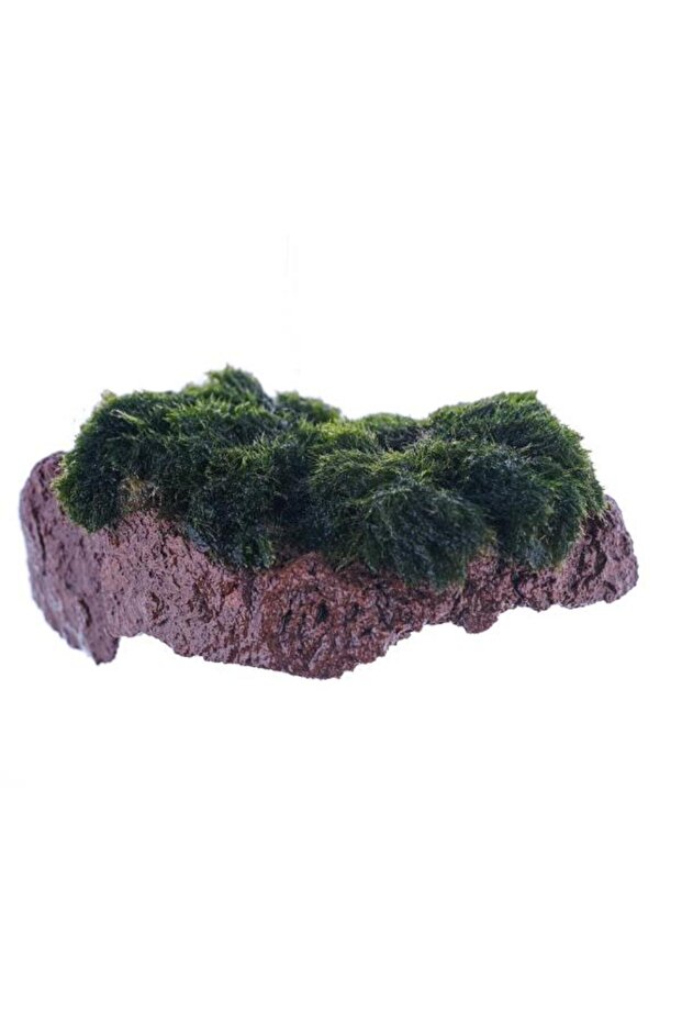 Marimo Moss Rock Canlı Bitki - 1
