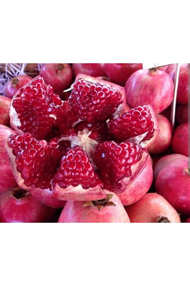 Tatlı nar ağacı tüplü, aşılı - 2