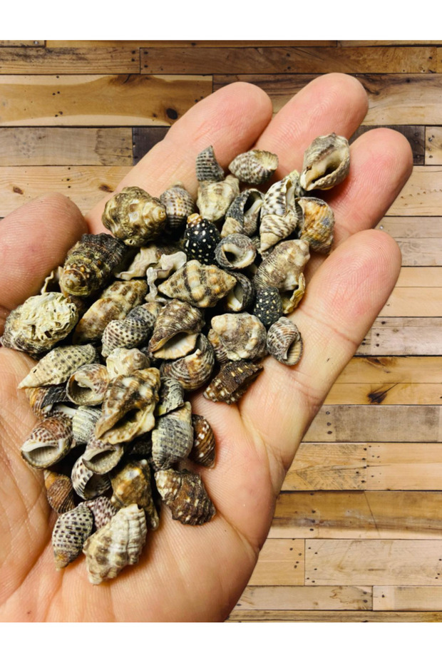Real Seashell - Big Nassa - Without Hole - (50Gr, Avg. 65 Pieces)