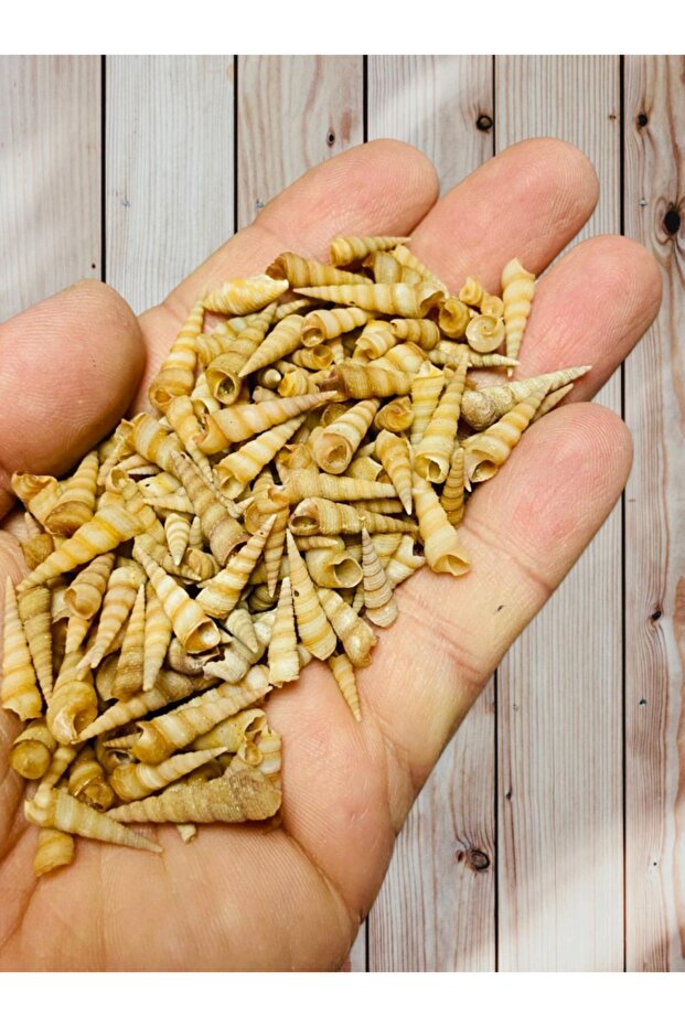 صدفة بحر حقيقية - توريتيلا صغيرة - بدون ثقب - (30 غرام)