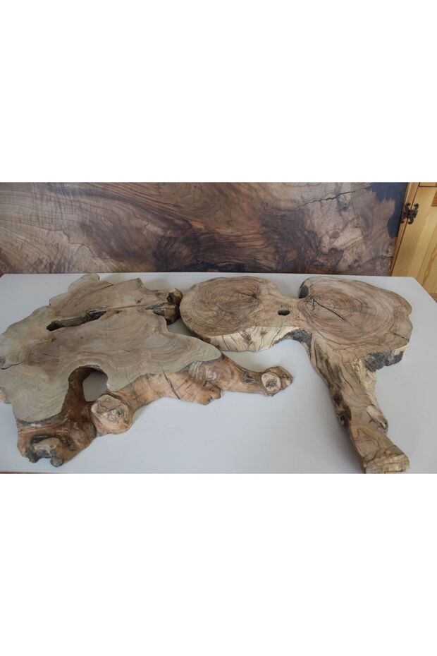 شجرة الزيتون - تصميم ورقي - 5