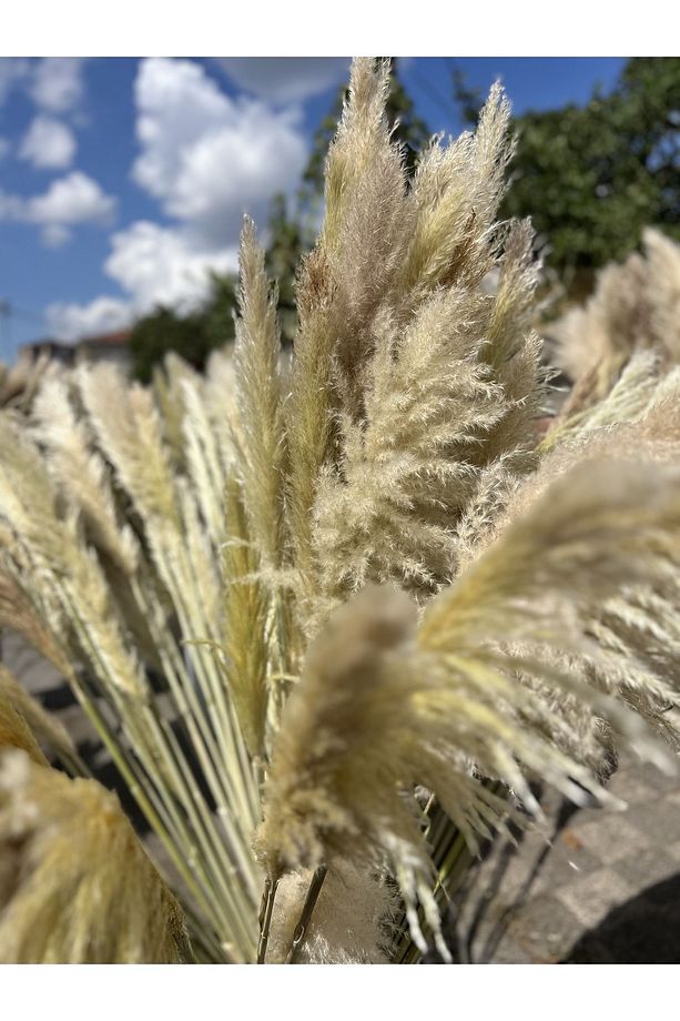 9 Adet Pampas Kuru Çiçek Dekorasyon - 4