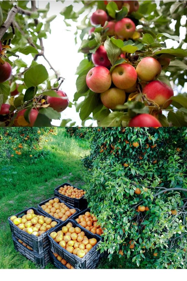 Magbozin-P NP 1KG Zeytin Ceviz Tüm Meyve Sebzeler İçin Çiçek Tutturucu Meyve Büyütücü Yaprak Gübresi - 3
