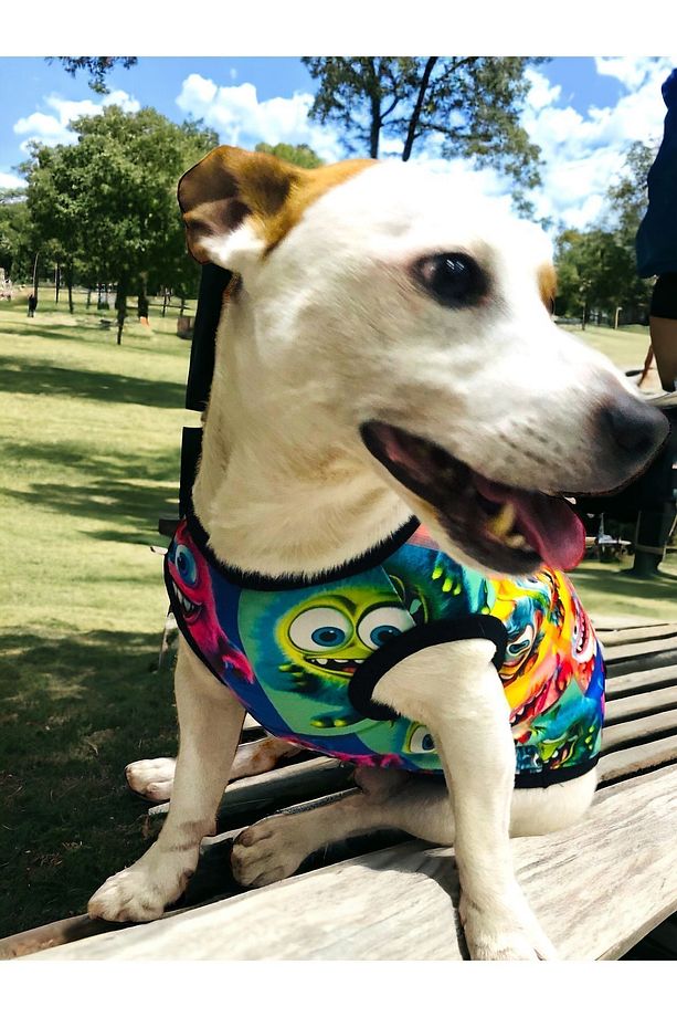 Kedi ve Köpek Kıyafetli Göğüs Tasması ve Gezdirme Kayışlı Set - 2