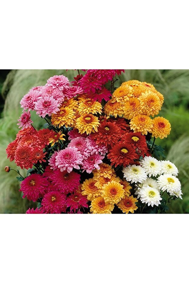 Thebestonline Kasımpatı Fidesi, 2 Adet, Saksıda - 1