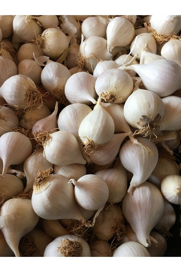 Mürdük (tekdiş ) Sarımsak 1kg - 2