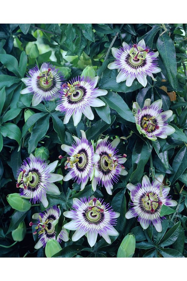 5 Adet Çarkıfelek Çiçeği Sarmaşık Tohumu- Passiflora Caerulea - 2