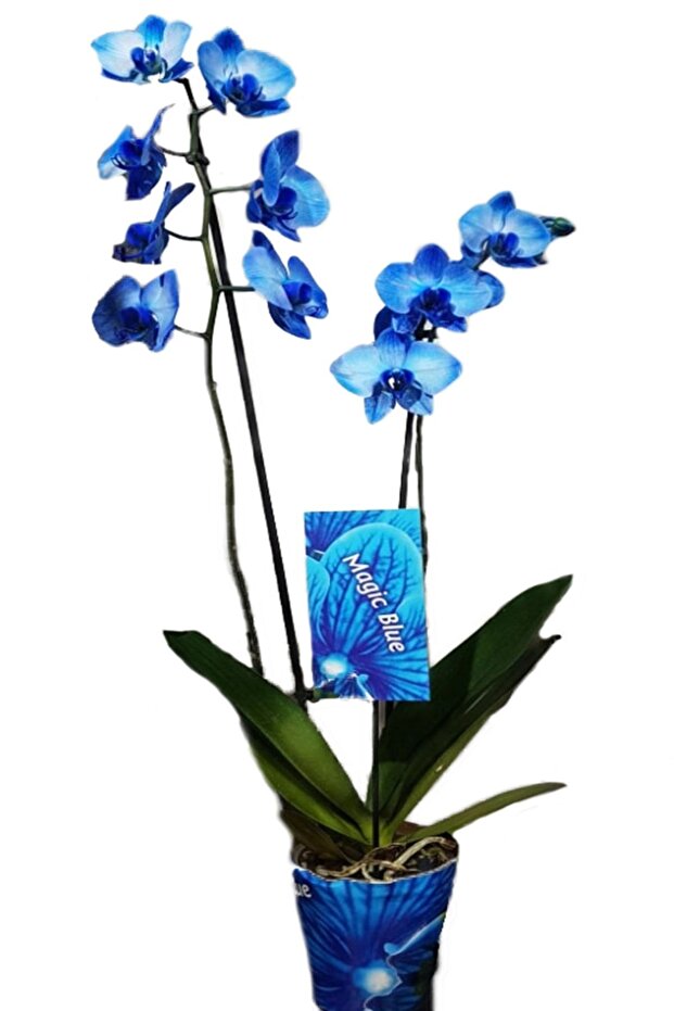 Mavi Orkide - 1