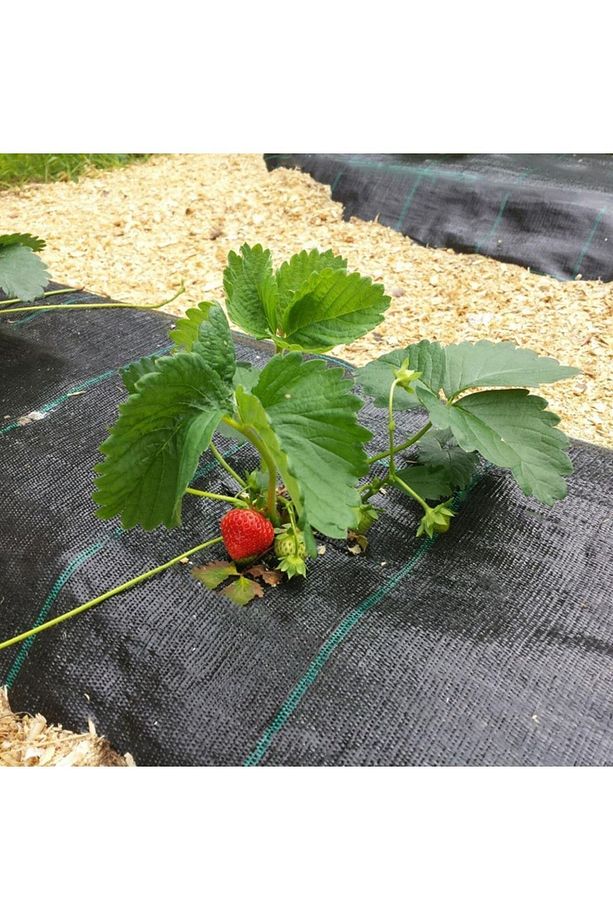 1x40metre Sulzer Kumaş Sera Taban Örtüsü Jüt Blueberry Peyzaj Uygulama Örtüsü Mulch Naylonu Çilek Ma - 1