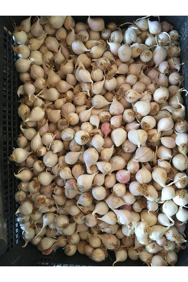Mürdük (tekdiş ) Sarımsak 1kg - 1