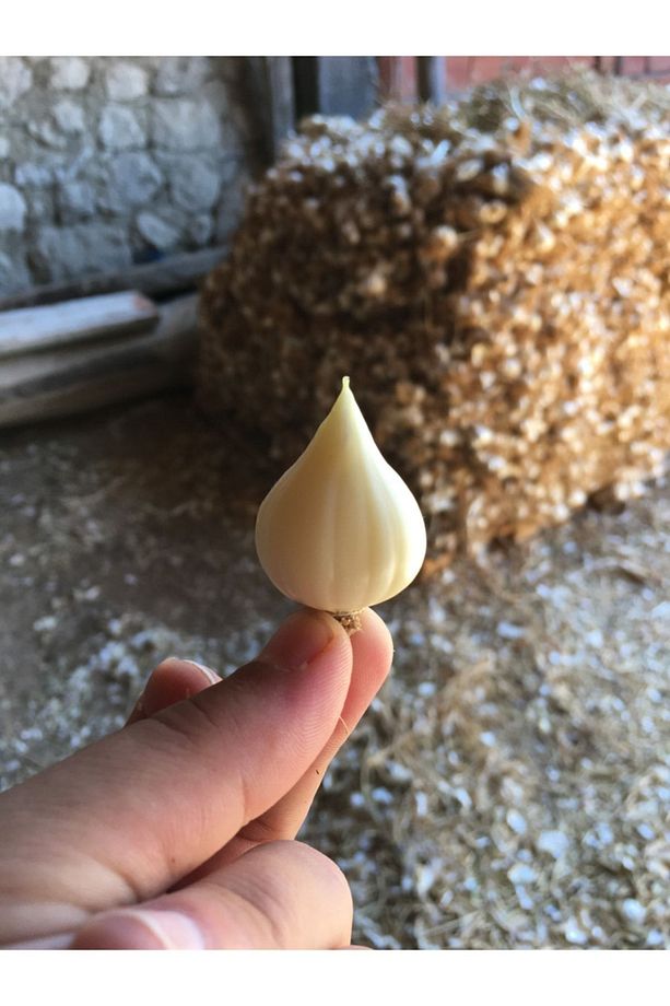 Mürdük (tekdiş ) Sarımsak 1kg - 3