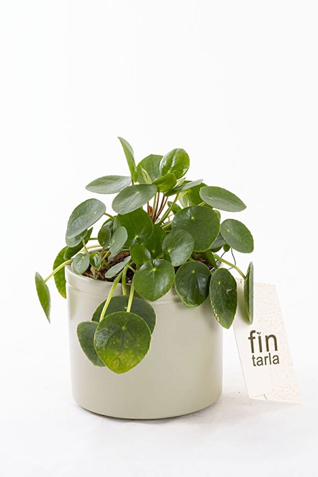Pilea Para Çiçeği 15 Cm - 2