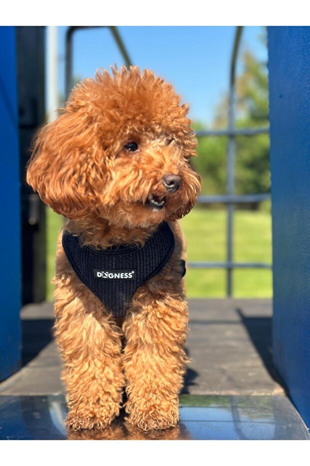 Dogness Lacivert Kadife Göğüs Tasması