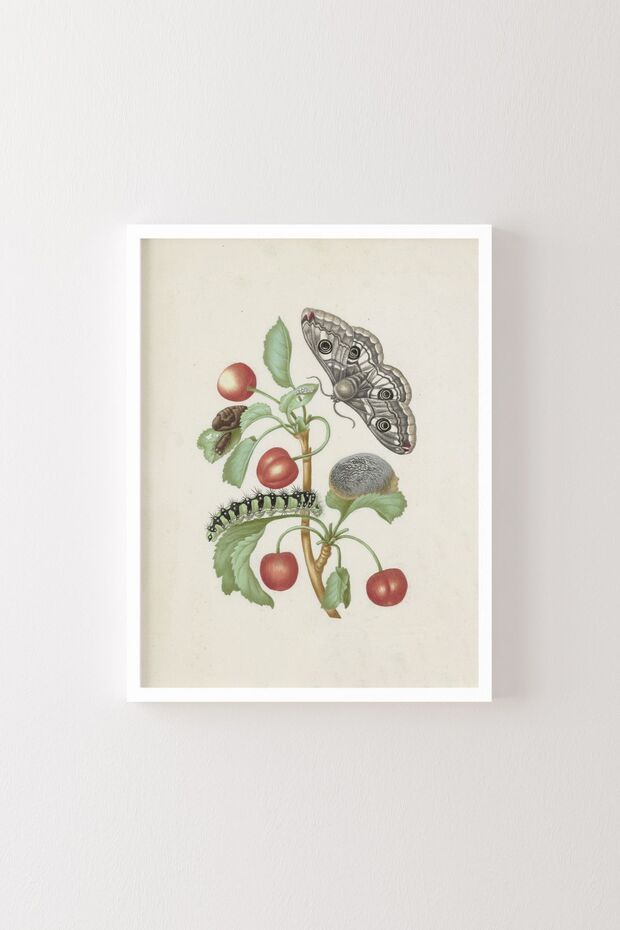 Metamorphosis of the Little Emperor Moth - White Frame