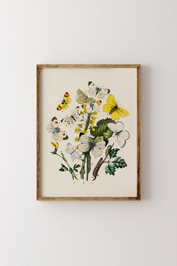 إطار فراشة خشبي منقوش - 1