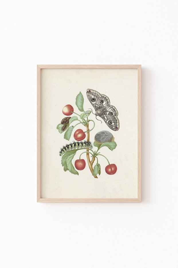 Metamorphosis of the Little Emperor Moth - Wooden Patterned Frame