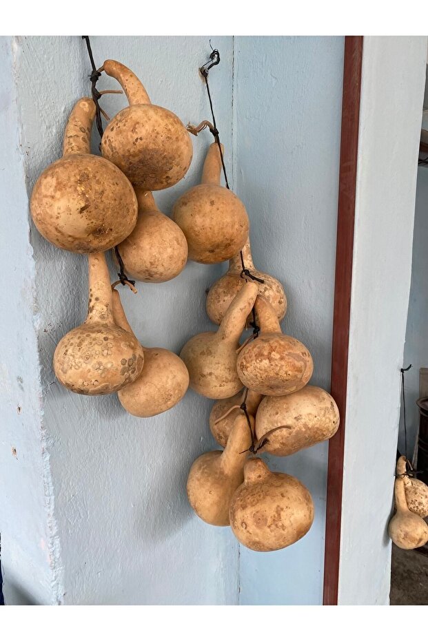 Su Kabağı Kurusu Susak - 1