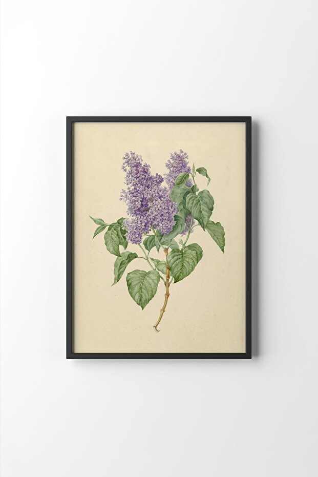 Lilac Drawing - Black Frame