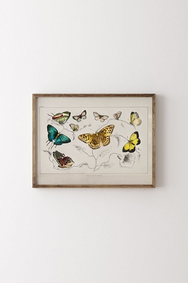 Various Butterflies - Wooden Patterned Frame