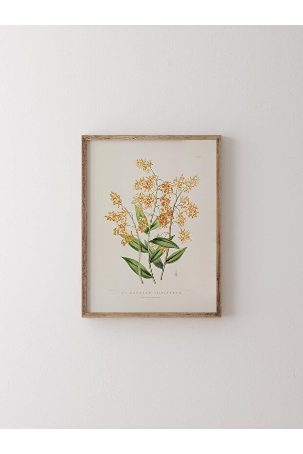 Epidendrum - إطار خشبي منقوش