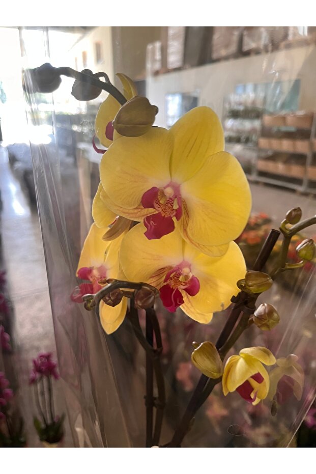 Orkide çift dal ithal - 2