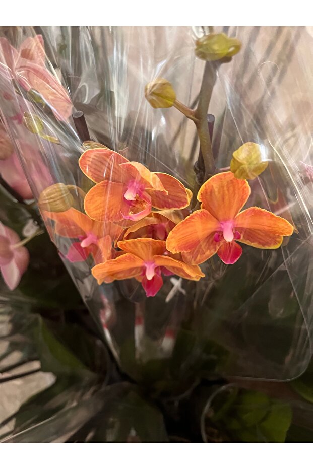 Orkide çift dal ithal - 2