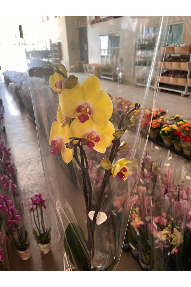 Orkide çift dal ithal - 3