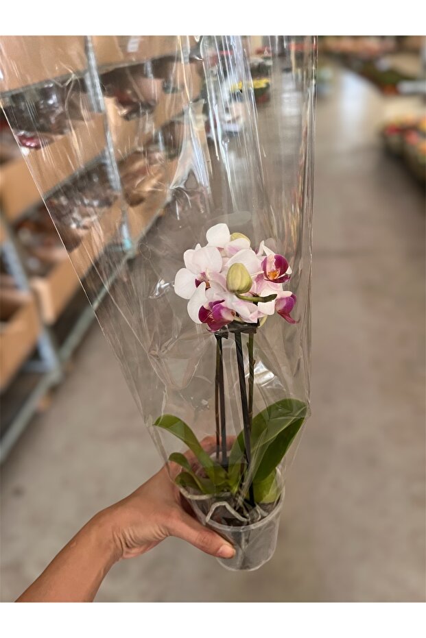 Midi orkide çift dal p9 - 2