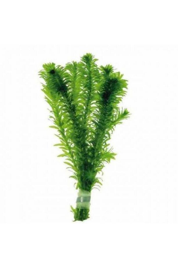 Akvaryum Bitkisi Dev Boy Elodea Densa 5 Dal Xxl - 1