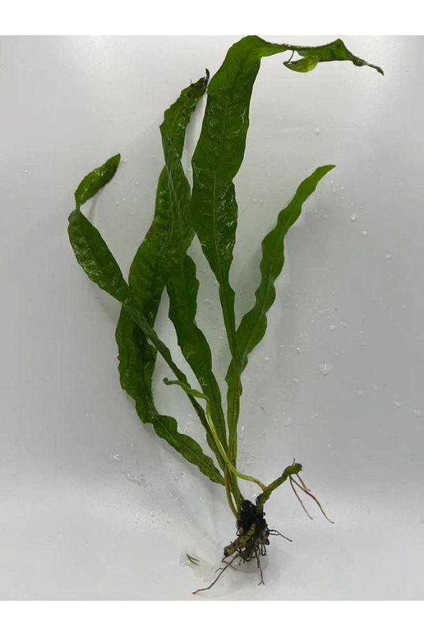Java Fern LEPTOCHILUS PTEROPUS 1 Kök Kolay Akvaryum Bitkisi Canlı Bitki - 3