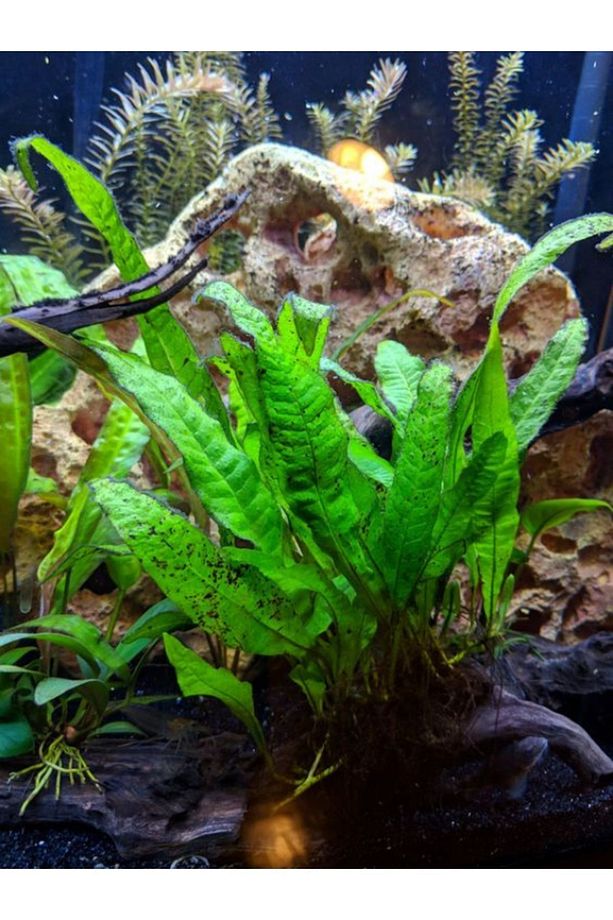 Java Fern LEPTOCHILUS PTEROPUS 1 Kök Kolay Akvaryum Bitkisi Canlı Bitki - 1