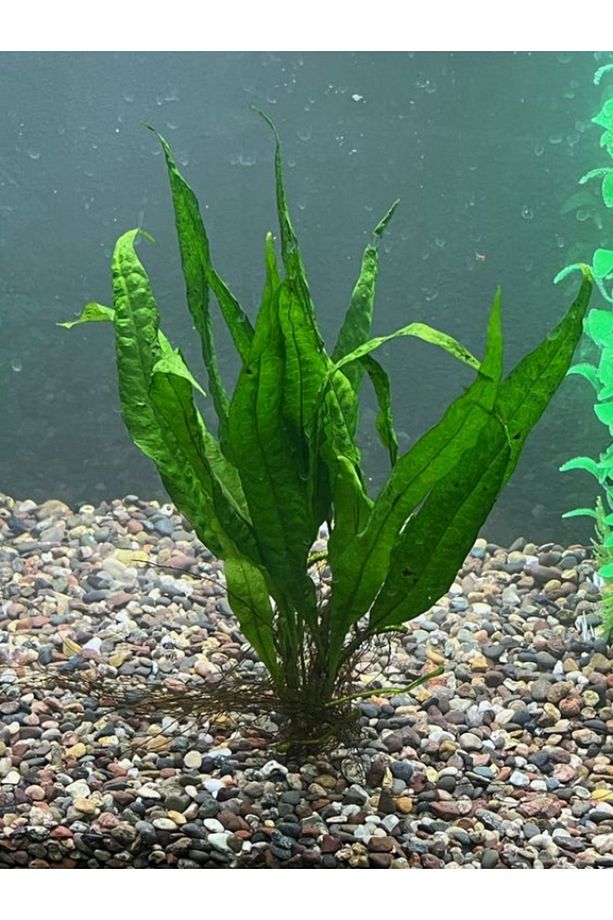 Java Fern LEPTOCHILUS PTEROPUS 1 Kök Kolay Akvaryum Bitkisi Canlı Bitki - 4