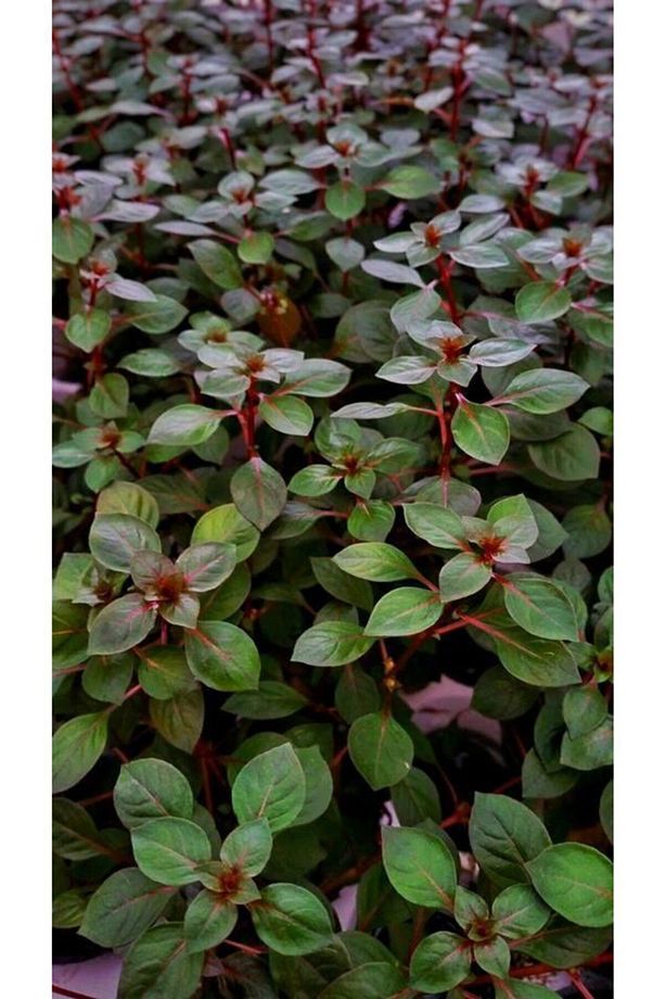 Ludwigia Repens (gül) 5 Dal Kusursuz Form Akvaryum Bitkisi Canlı Bitki - 3