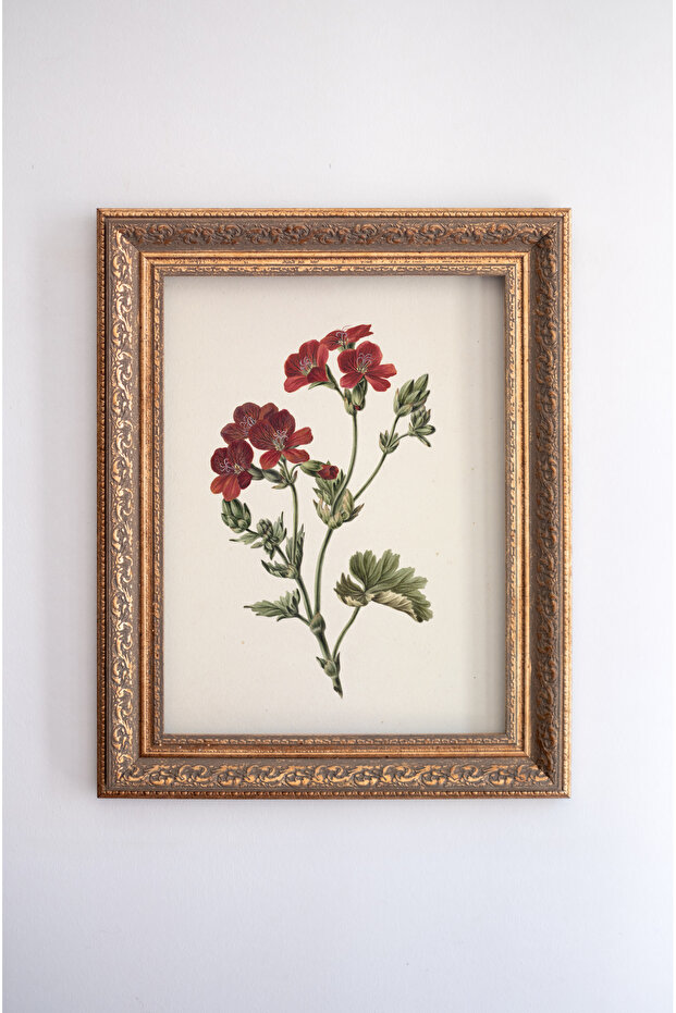 Scarlet Pimpernel - Çerçeve - 1