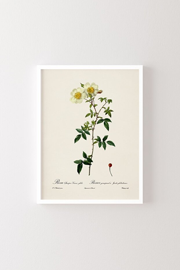 Flowers - White Frame