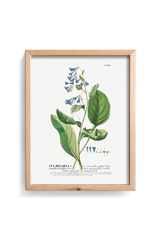 Pulmonaria - Wooden Patterned Frame - 1