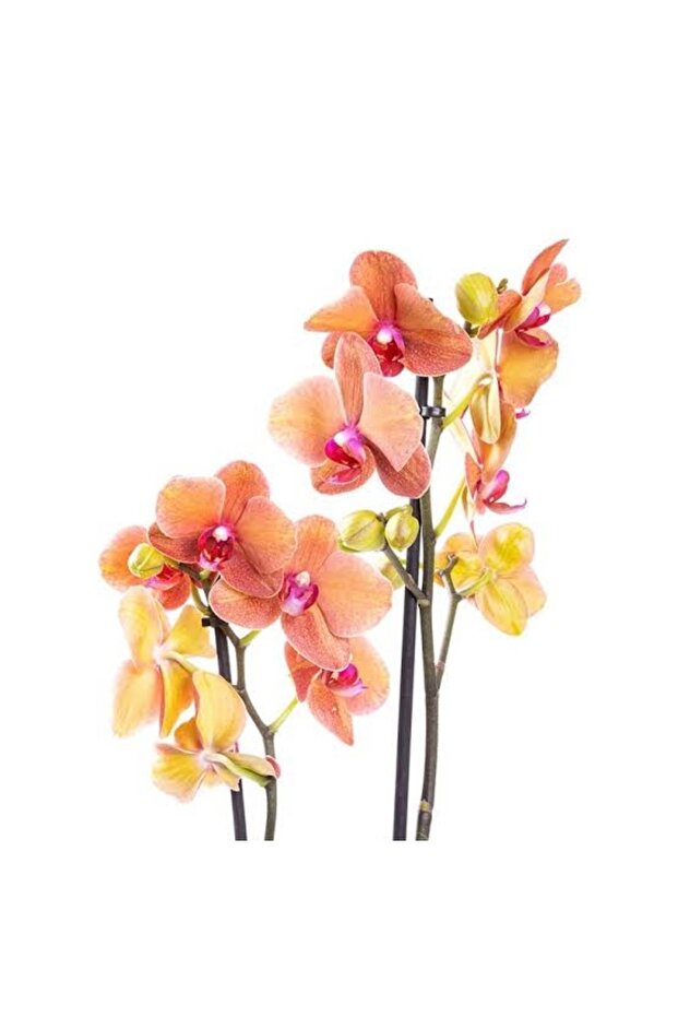 Orkide çift dal ithal - 1