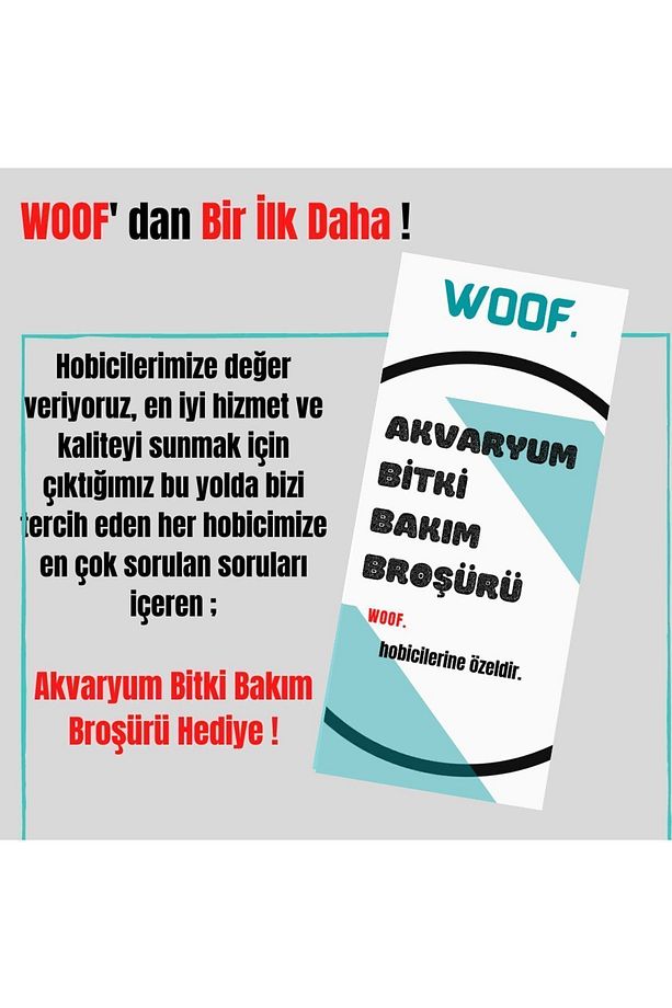 Su Sümbülü Su Üstü Bitkisi Çiçek Açmamış 1 Adet - 6