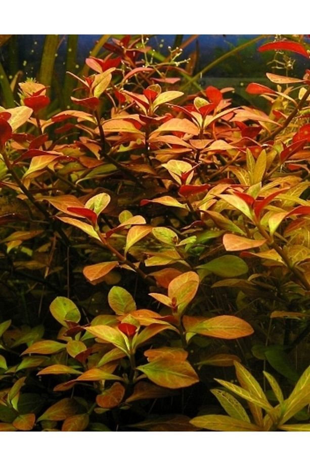 Ludwigia Repens (gül) 5 Dal Kusursuz Form Akvaryum Bitkisi Canlı Bitki - 4