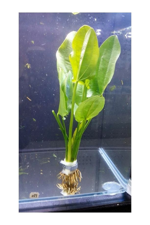 Echinodorus Muricatus 1 Buket 1 Kök Sert Yapraklı Kolay Akvaryum Bitkisi,canlı Bitki - 3