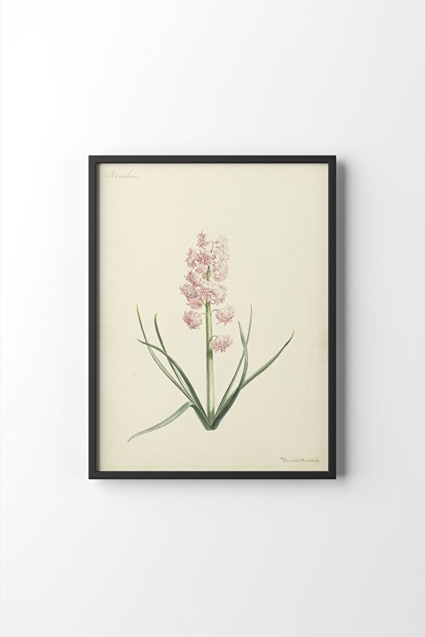 Black Hyacinth Corals - Frame Design