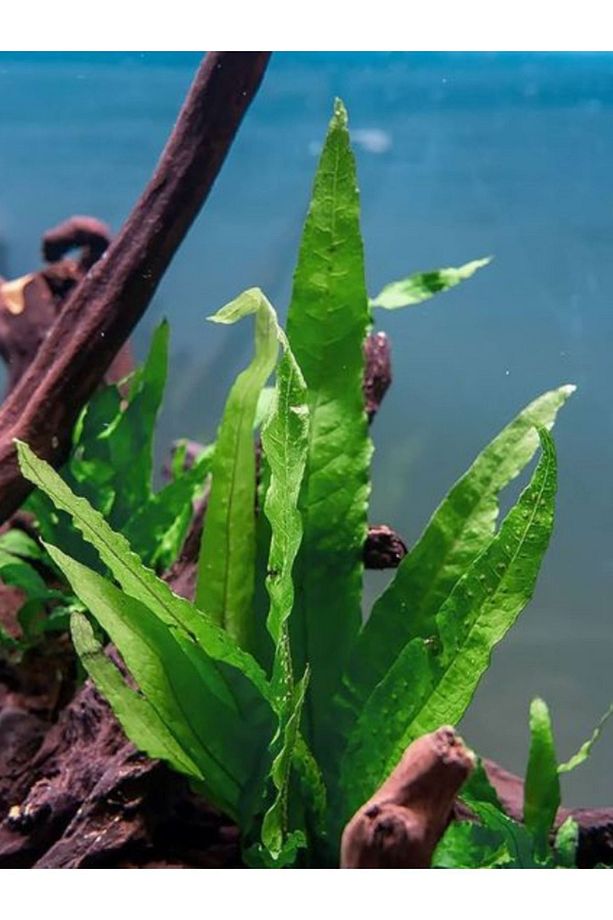 Java Fern LEPTOCHILUS PTEROPUS 1 Kök Kolay Akvaryum Bitkisi Canlı Bitki - 2