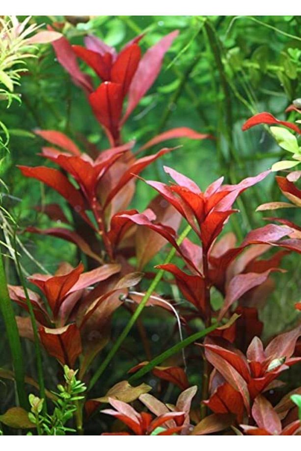 Ludwigia Repens (gül) 5 Dal Kusursuz Form Akvaryum Bitkisi Canlı Bitki - 2