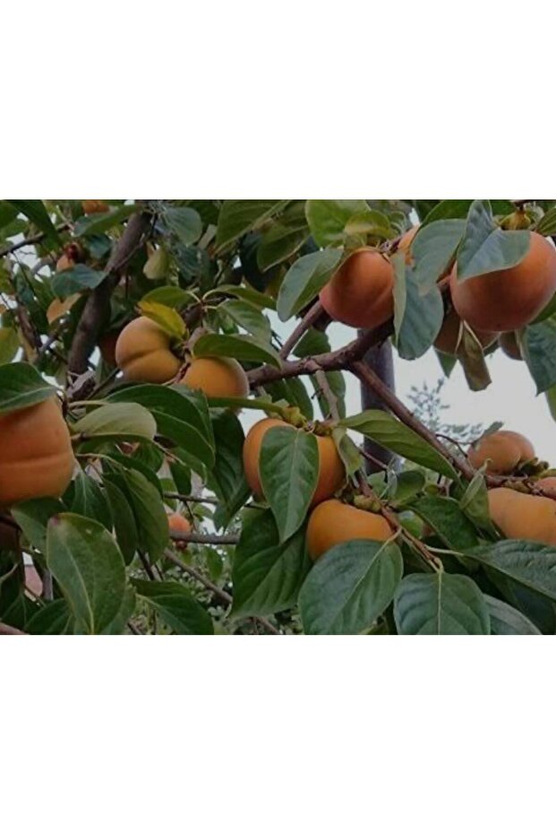 Hanna fuyu Hurma fidanı 2 yaşında tüplü 120-150cm - 2