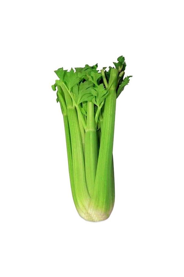 Kereviz Sapı 10 Adet - 1