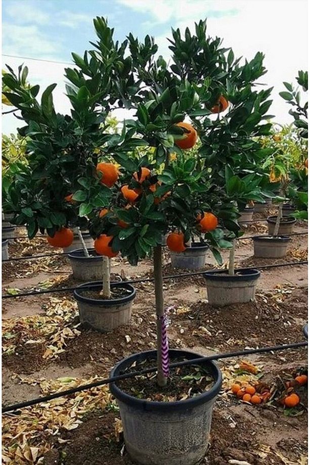 Portakal Ağacı Fidanı Portakal Fidesi Gür Yaprak Ve Dallı Aşılı - 1